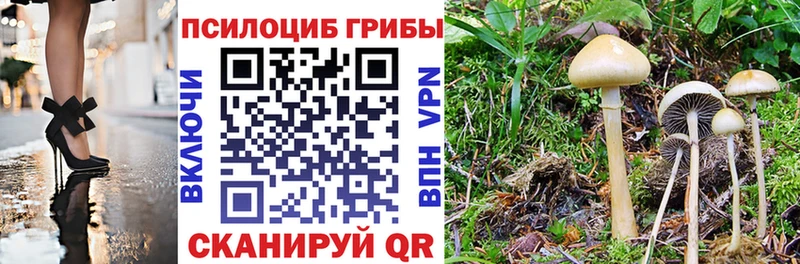 Купить где  Бор  Галлюциногенные грибы Psilocybe 
